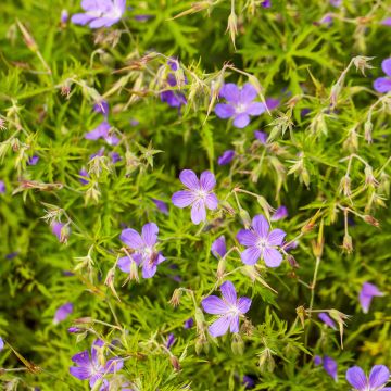 Storchschnabel Nimbus - Geranium