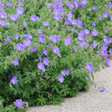 Storchschnabel Orion - Geranium