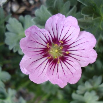 Geranium cinereum Rothbury Gem - Aschgrauer Storchschnabel