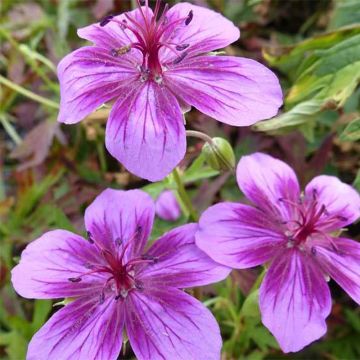 Geranium soboliferum Starman - Storchschnabel