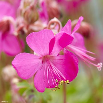 Geranium cantabrigiense Intense - Cambridge Storchschnabel