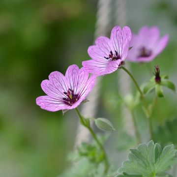 Geranium vivace cinereum Ballerina