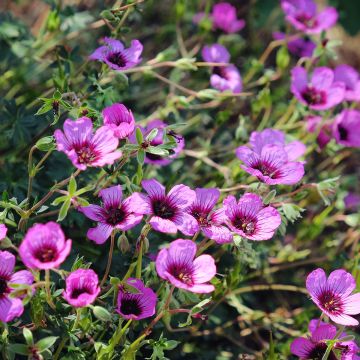 Geranium cinereum Jolly Jewel Night - Aschgrauer Storchschnabel