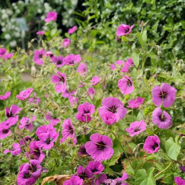 Geranium cinereum Jolly Jewel Red Improved - Aschgrauer Storchschnabel