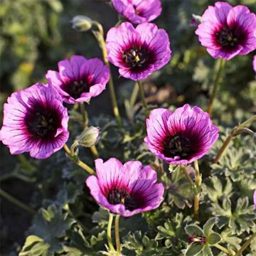 Geranium cinereum Jolly Jewel Violet - Aschgrauer Storchschnabel