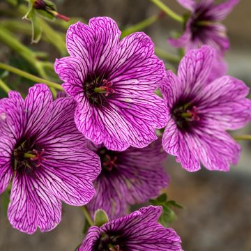 Geranium cinereum Laurence Flatman - Aschgrauer Storchschnabel