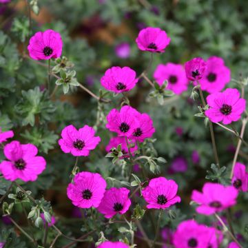 Geranium cinereum v. subcaulescens Giuseppii - Aschgrauer Storchschnabel