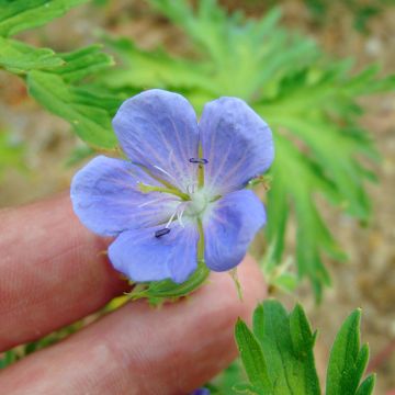 Geranium pratense (Samen) - Wiesen-Storchschnabel