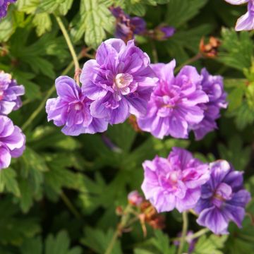 Geranium himalayense Plenum