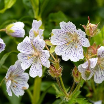 Geranium ibericum subsp. Jubatum White Zigana - Iberisches Storchschnabel