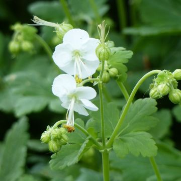 Geranium macrorrhizum White Ness - Balkan-Storchschnabel