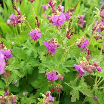 Geranium macrorrhizum Bevan s Variety - Balkan-Storchschnabel