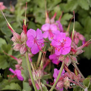 Geranium macrorrhizum Ingwersen's Variety - Balkan-Storchschnabel