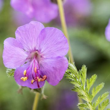 Geranium macrorrhizum - Balkan-Storchschnabel