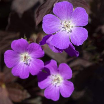 Geranium maculatum Stormy Night - Dunkelblättriger Storchschnabel