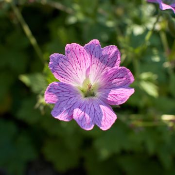 Geranium oxonianum Claridge Druce - Oxford-Storchschnabel