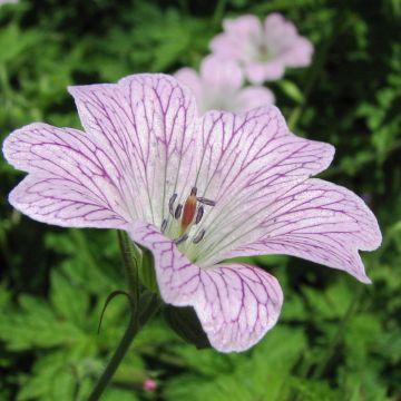 Geranium oxonianum Katherine Adele - Oxford-Storchschnabel