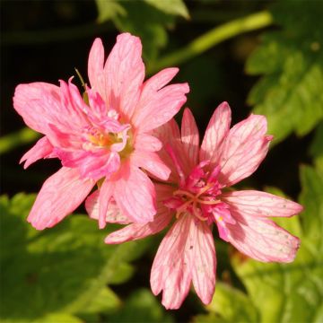 Geranium vivace oxonianum Southcombe Double