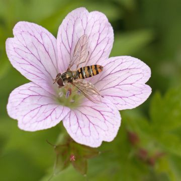 Geranium oxonianum Walter s Gift - Oxford-Storchschnabel