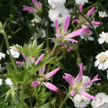 Geranium oxonianum f. thurstonianum - Oxford-Storchschnabel