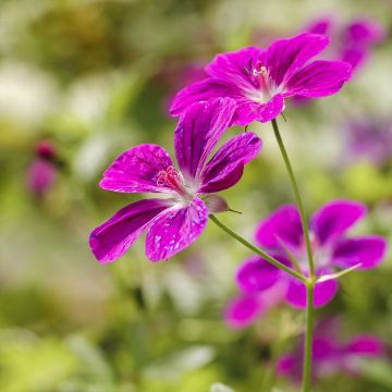 Geranium palustre - Storchschnabel