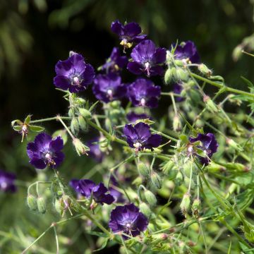 Geranium phaeum Lily Lovell - Brauner Storchschnabel