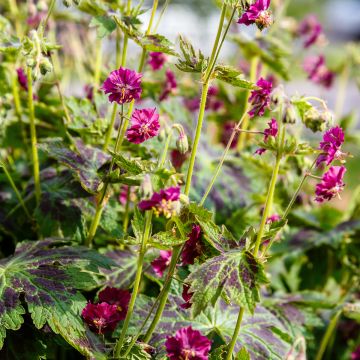 Geranium phaeum Samobor - Brauner Storchschnabel