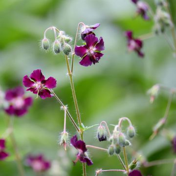 Geranium phaeum - Brauner Storchschnabel