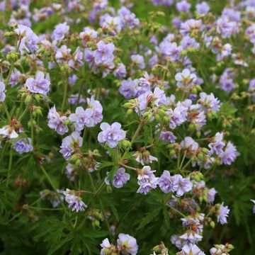 Geranium pratense Cloud Nine - Wiesen-Storchschnabel