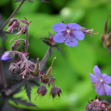 Geranium pratense Dark Reiter - Wiesen-Storchschnabel