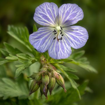 Geranium pratense Mrs Kendall Clark - Wiesen-Storchschnabel