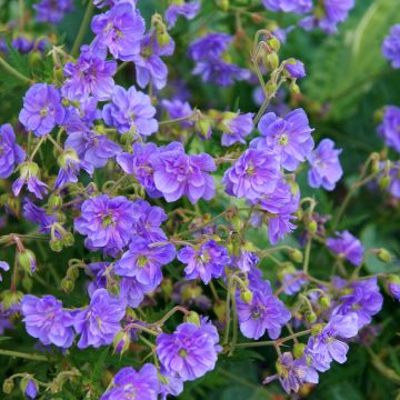 Geranium pratense Plenum Caeruleum - Wiesen-Storchschnabel