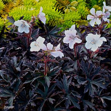 Geranium pratense Purple Ghost - Wiesen-Storchschnabel