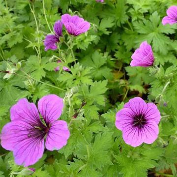 Geranium psilostemon Bressingham Flair - Armenischer Storchschnabel