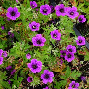 Geranium psilostemon JS Ma Tu Vu - Armenischer Storchschnabel