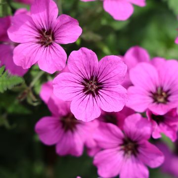 Geranium psilostemon - Armenischer Storchschnabel