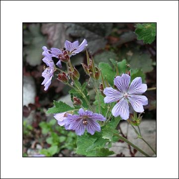 Geranium renardii Zetterlund - Kaukasus-Storchschnabel