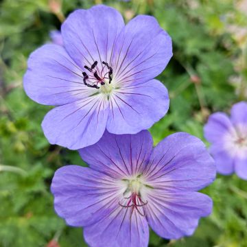 Storchschnabel Rozanne - Geranium