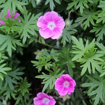 Geranium vivace sanguineum Elke