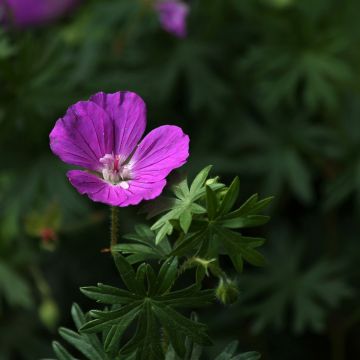 Geranium sanguineum Hannelore - Blutstorchschnabel