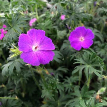 Geranium sanguineum