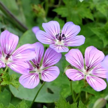 Geranium vivace wallichianum Havana Blues