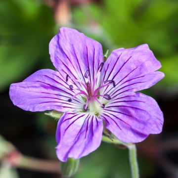 Geranium wlassovianum - Storchschnabel