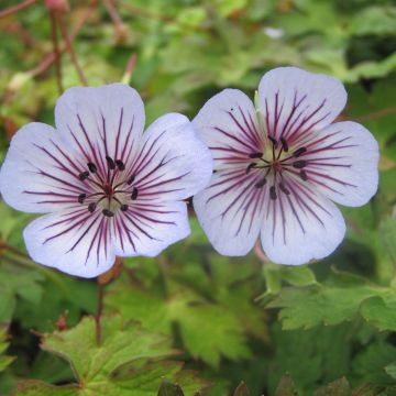 Geranium wallichianum Crystal Lake - Storchschnabel