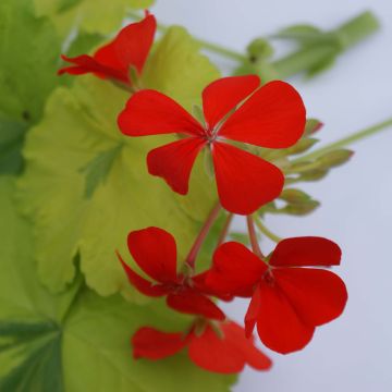 Zonal-Pelargonie Fantaisy Crystal Palace Gem - Pelargonium