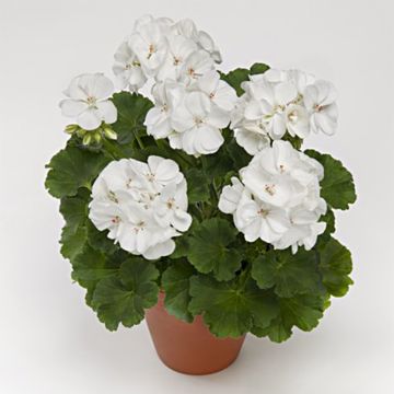 Zonal-Pelargonie PAC Iceberg - Pelargonium