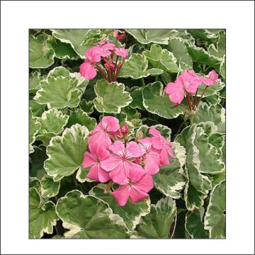 Zonal-Pelargonie Mme Salleron - Pelargonium