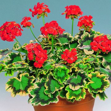 Zonal-Pelargonie Brocade Mrs Pollock - Pelargonium