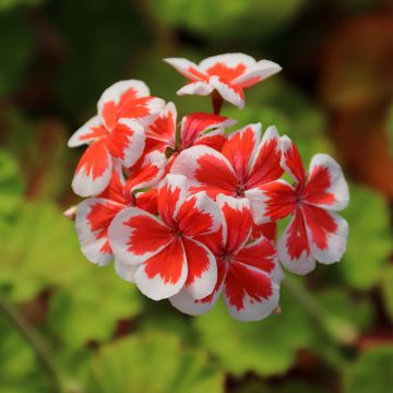 Zonal-Pelargonie Mrs Wren - Pelargonium