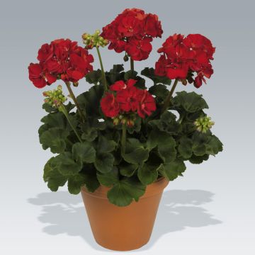 Zonal-Pelargonie Victor - Pelargonium